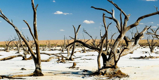 Desert with dead trees