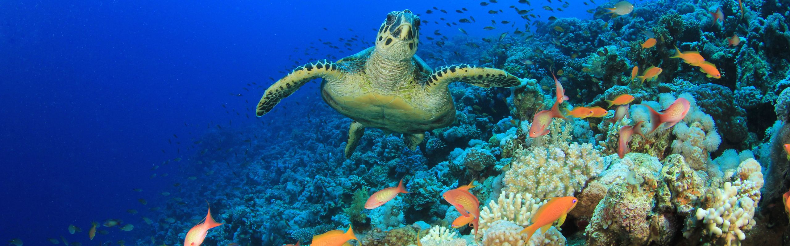 biodiversity carbon market