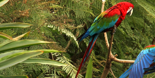 biodiversity credits