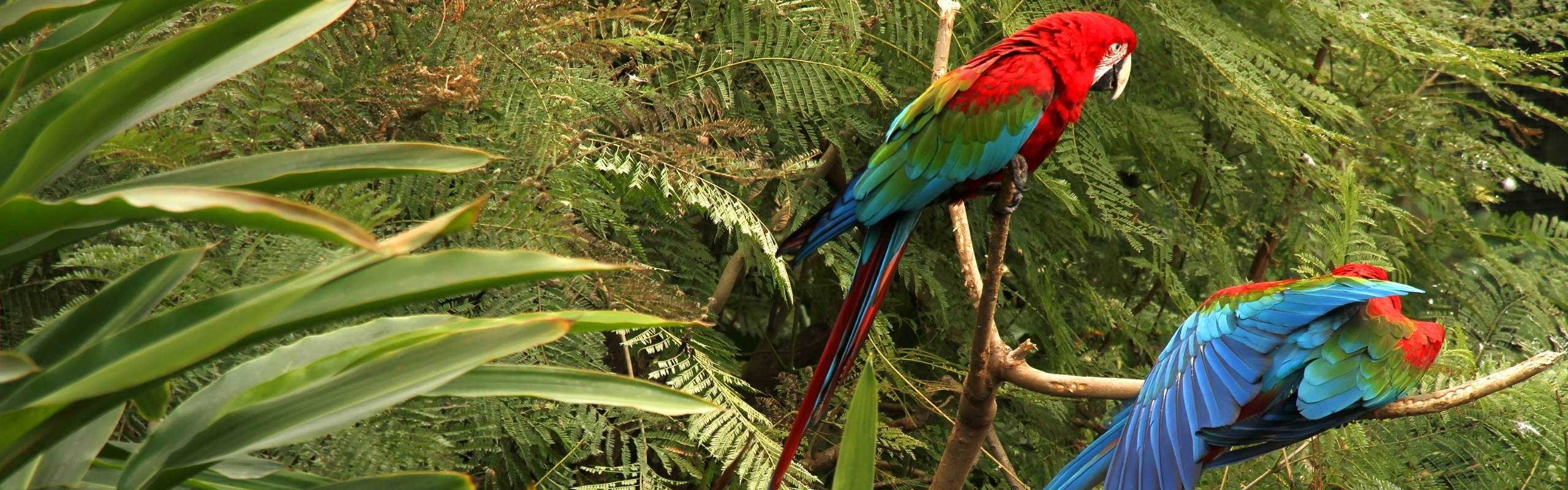 biodiversity credits