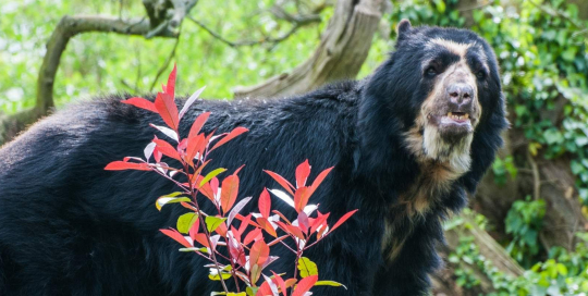 Voluntary Biodiversity Credits