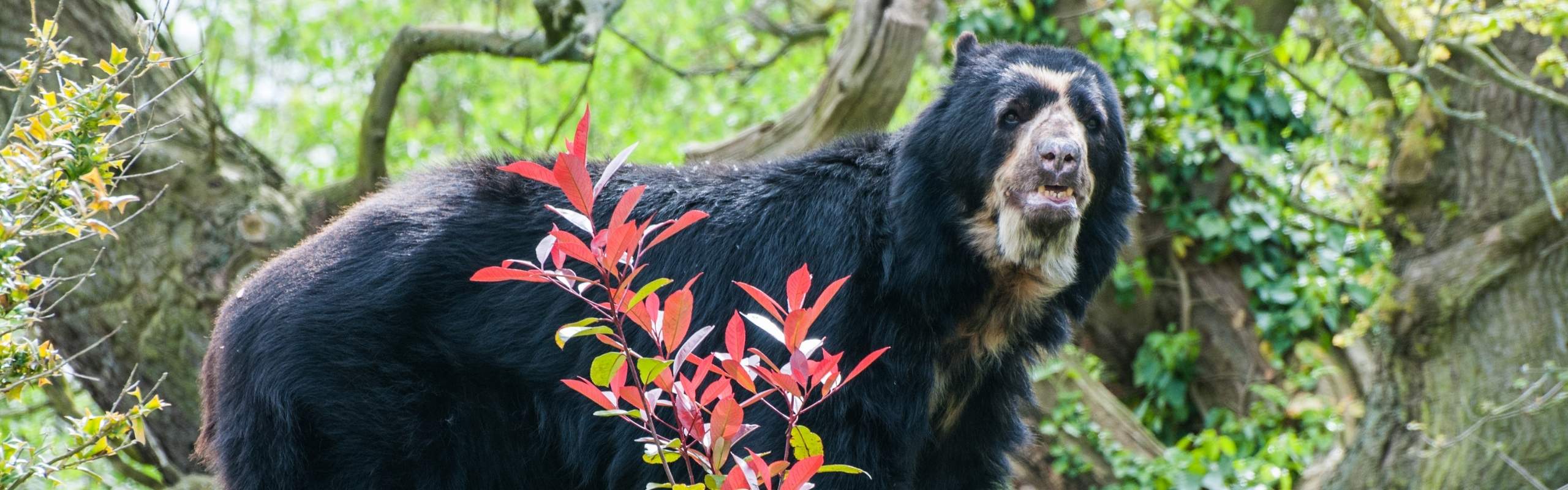 Voluntary Biodiversity Credits