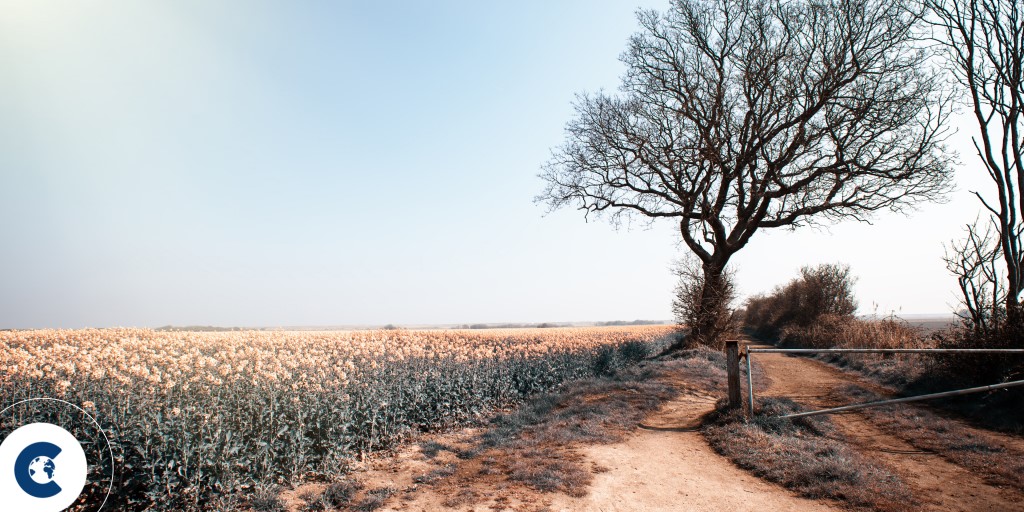 2024 predictions for climate and carbon markets