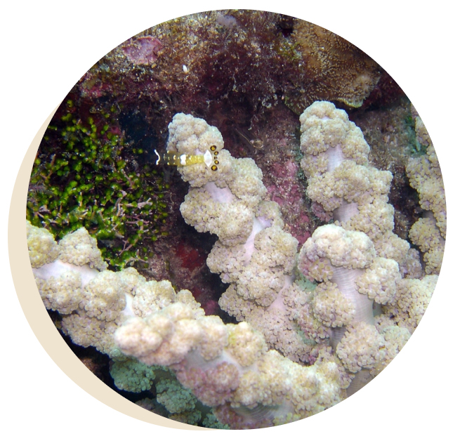 Coral protection