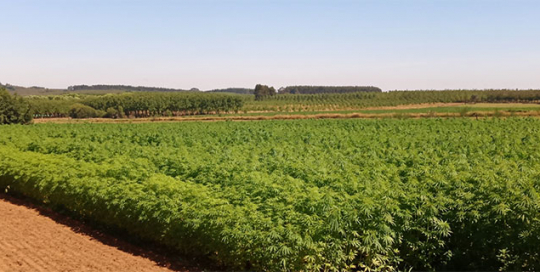 Hemp Carbon Removal Project