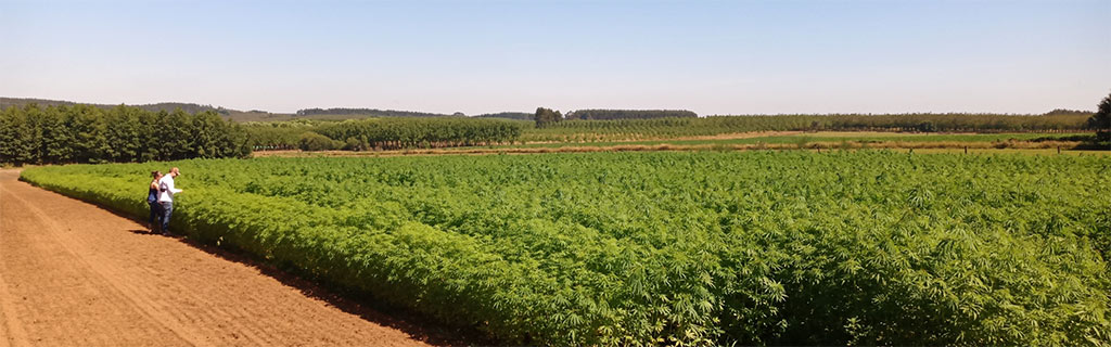 Hemp Carbon Removal Project