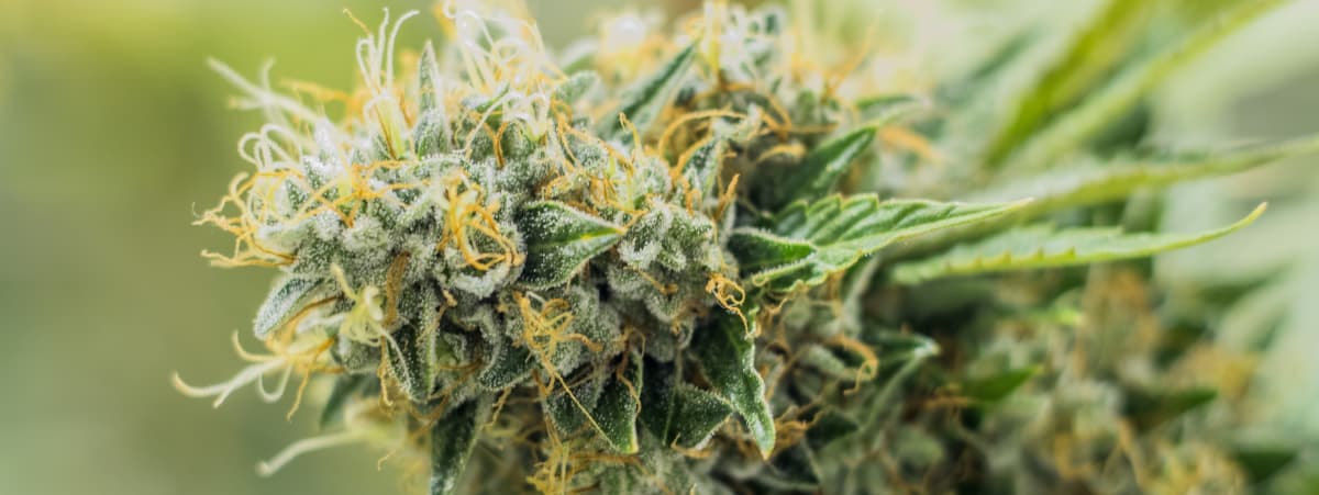Hemp Carbon Farming