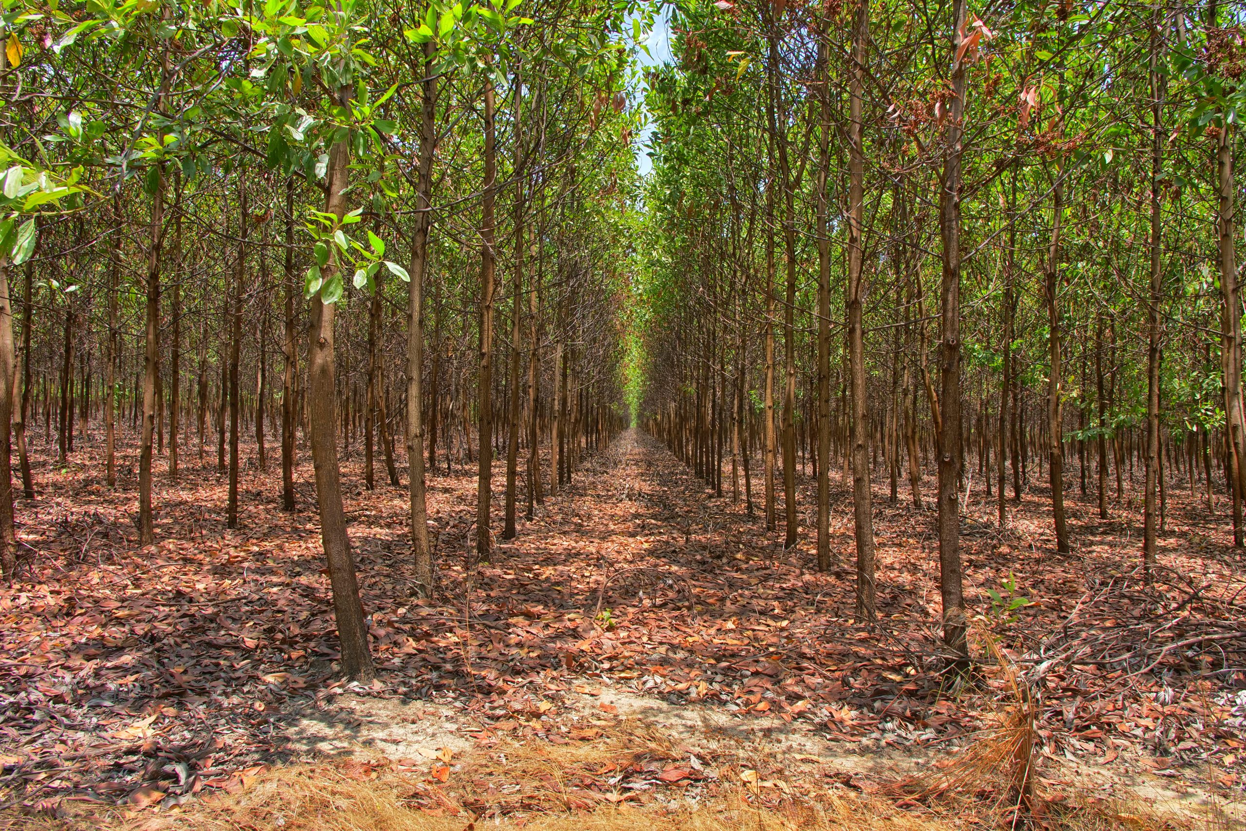Corporate Forests