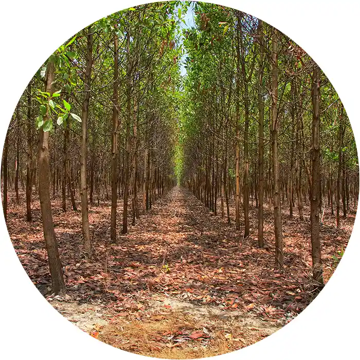 Agreement Corporate forest