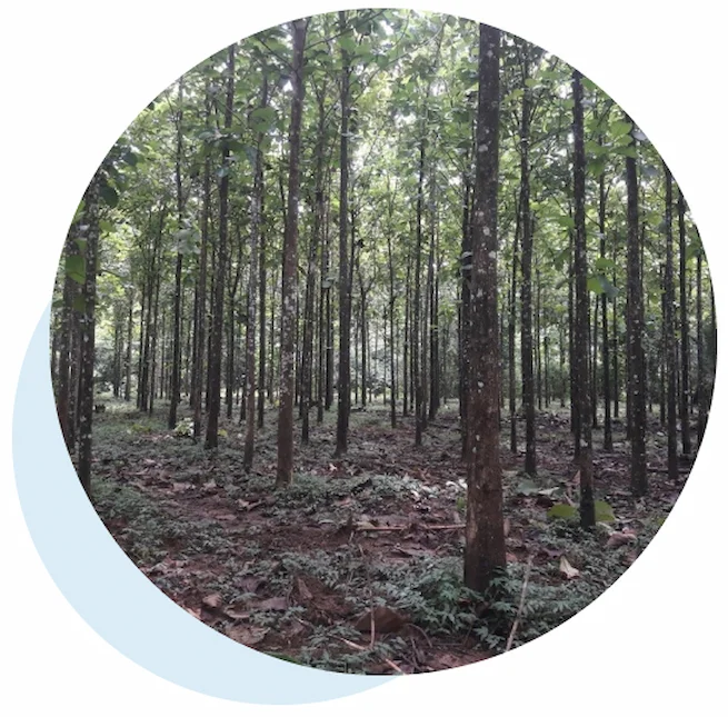 Forest projects