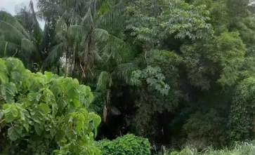 Protect and promote a tropical forest in Bolivia