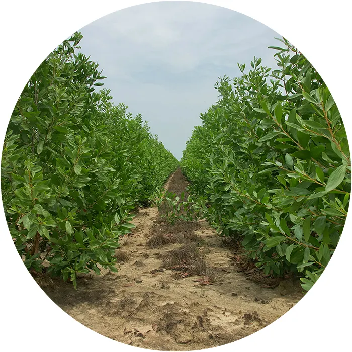 A smooth kickoff​ Corporate forest